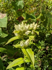 Gentiana alba