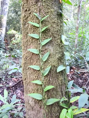 Monstera subpinnata