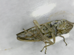 Amphigonalia
