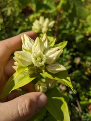 Gentiana alba