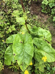 Ligularia amplexicaulis