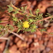 Acacia galioides - Photo (c) Arthur Chapman, some rights reserved (CC BY-NC-SA)