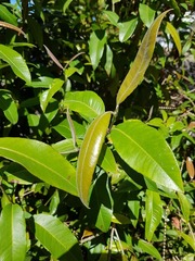 Backhousia citriodora