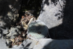 Epithelantha greggii greggii