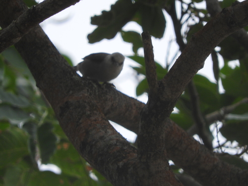 Principe Speirops (Zosterops leucophaeus), photo 6