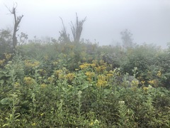 Ligularia amplexicaulis