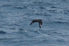 Stercorarius skua