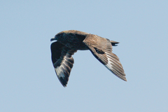 Stercorarius skua