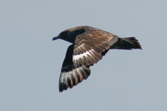 Stercorarius skua