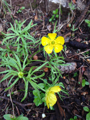 Ranunculus adoneus