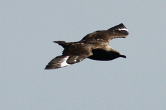 Stercorarius skua