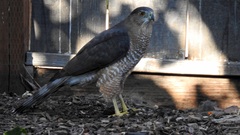 Accipiter cooperii