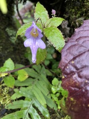 Impatiens devendrae
