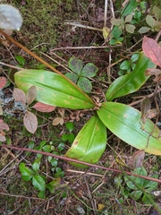 Clintonia borealis