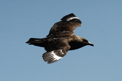 Stercorarius skua