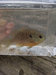Lepomis peltastes