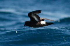 Hydrobates pelagicus