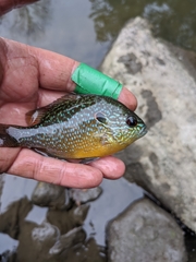 Lepomis peltastes