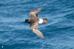 Hydrobates pelagicus