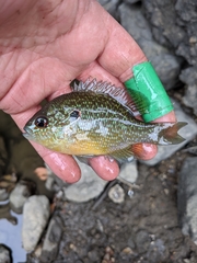 Lepomis peltastes