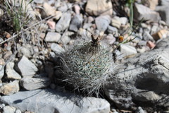 Rapicactus beguinii
