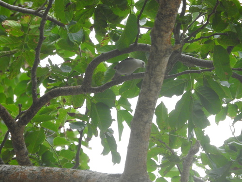 Principe Speirops (Zosterops leucophaeus), photo 4