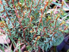 Pultenaea reflexifolia