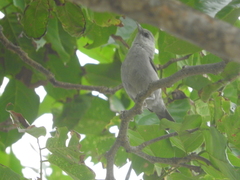 Zosterops leucophaeus