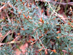 Pultenaea reflexifolia
