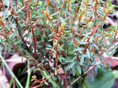 Pultenaea reflexifolia