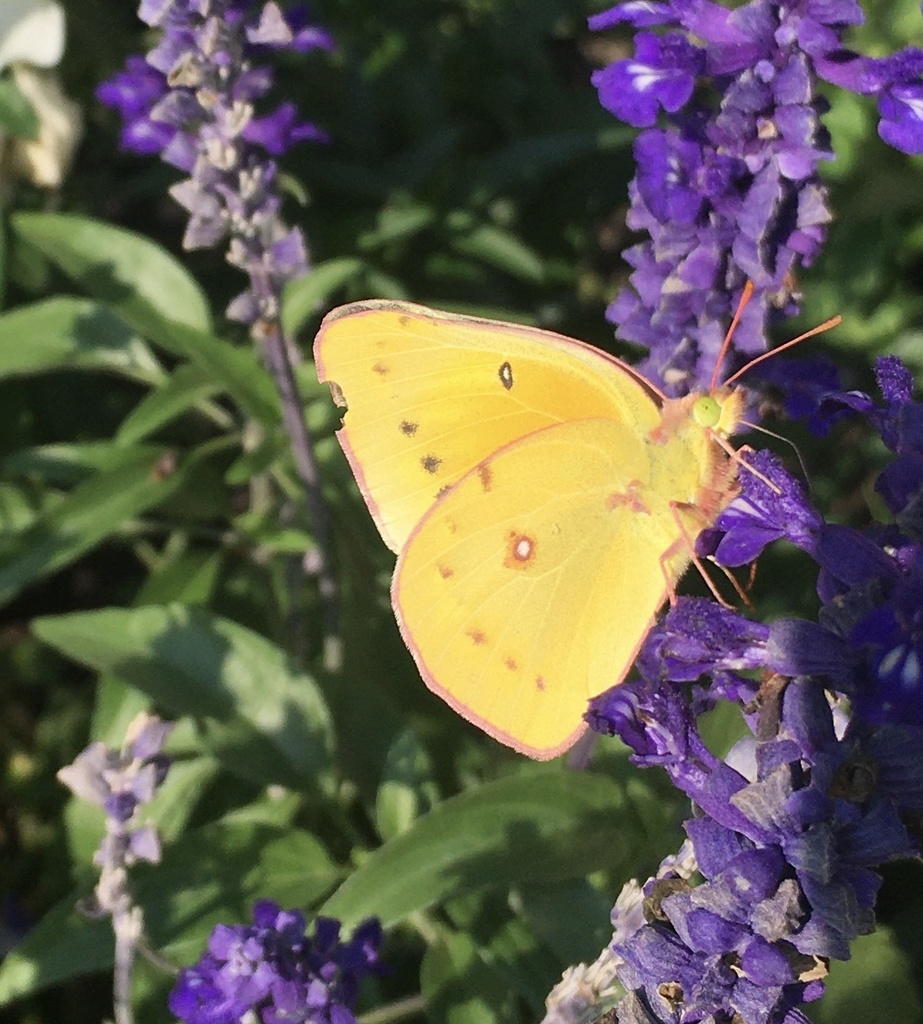 Orange sulphur from engineering computer science library toronto on
