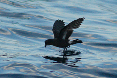 Hydrobates pelagicus