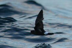 Hydrobates pelagicus