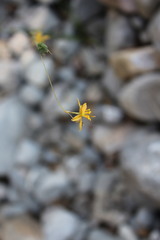 Echeandia flavescens
