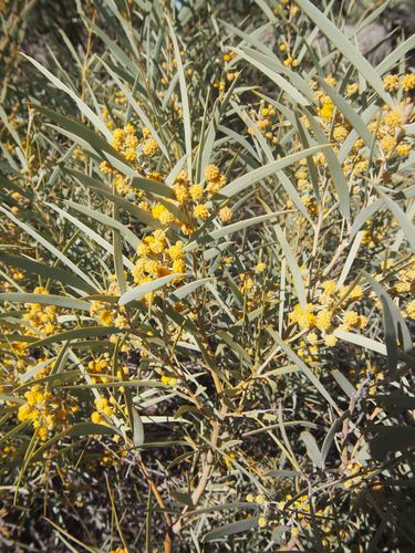 Georgina Gidgee (Acacia georginae)
