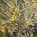 Acacia georginae - Photo (c) Mark Marathon, some rights reserved (CC BY-SA)
