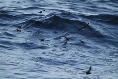 Hydrobates pelagicus