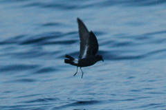 Hydrobates pelagicus