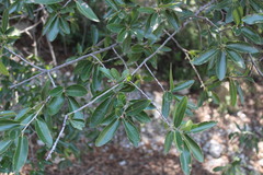 Quercus saltillensis