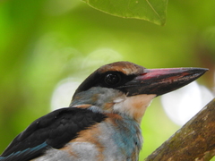 Halcyon malimbica dryas