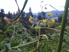 Solanum habrochaites