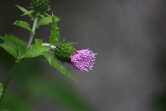 Cirsium mexicanum