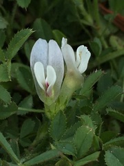 Trifolium monanthum monanthum