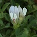 Trifolium monanthum - Photo (c) Damon Tighe, algunos derechos reservados (CC BY-NC), uploaded by Damon Tighe