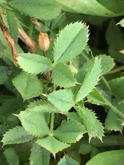 Trifolium monanthum monanthum