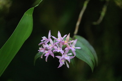 Epidendrum pansamalae