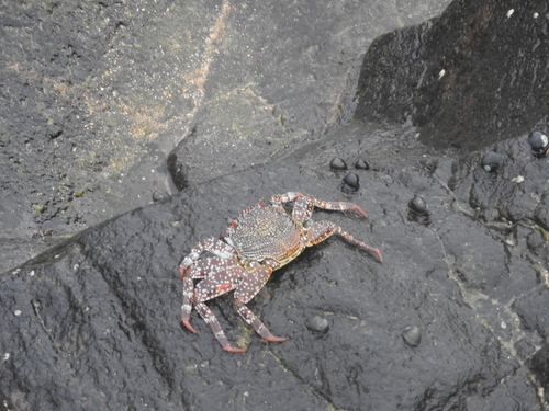 Grapsus adscensionis