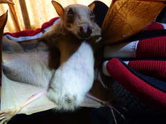 Epomophorus gambianus