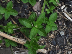 Spermacoce mauritiana