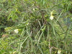 Selenicereus undatus